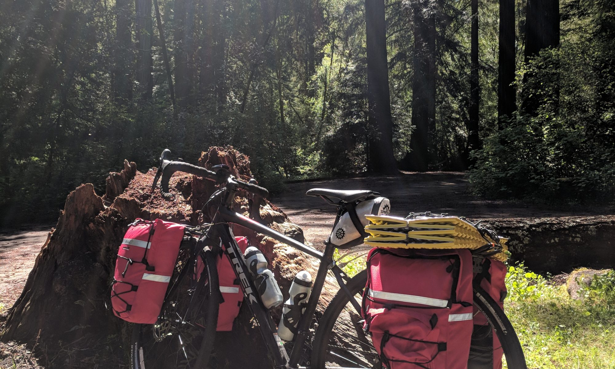 bike in redwoods